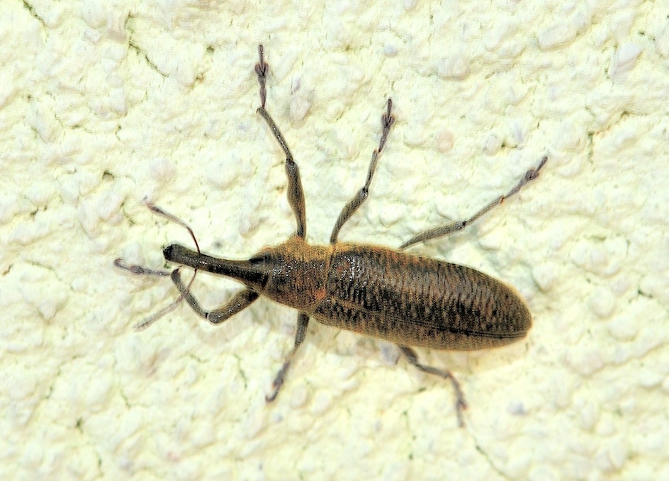 Lixus sp.